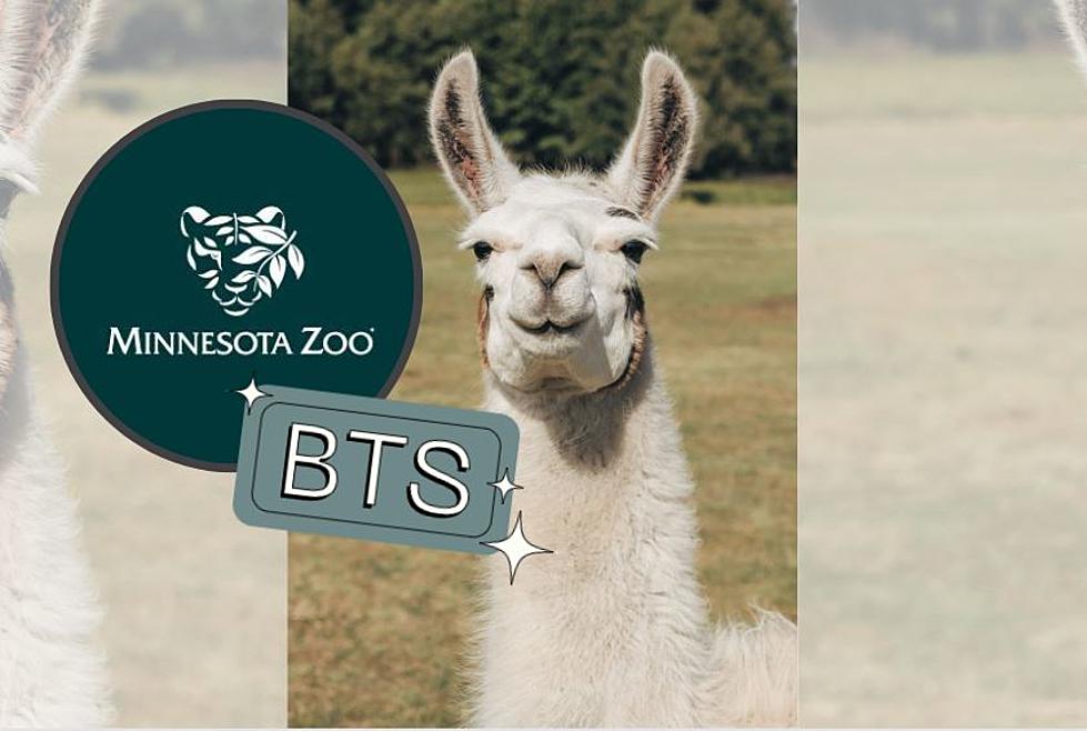 How You Can Get Behind the Scenes with the Llamas at the Minnesota Zoo