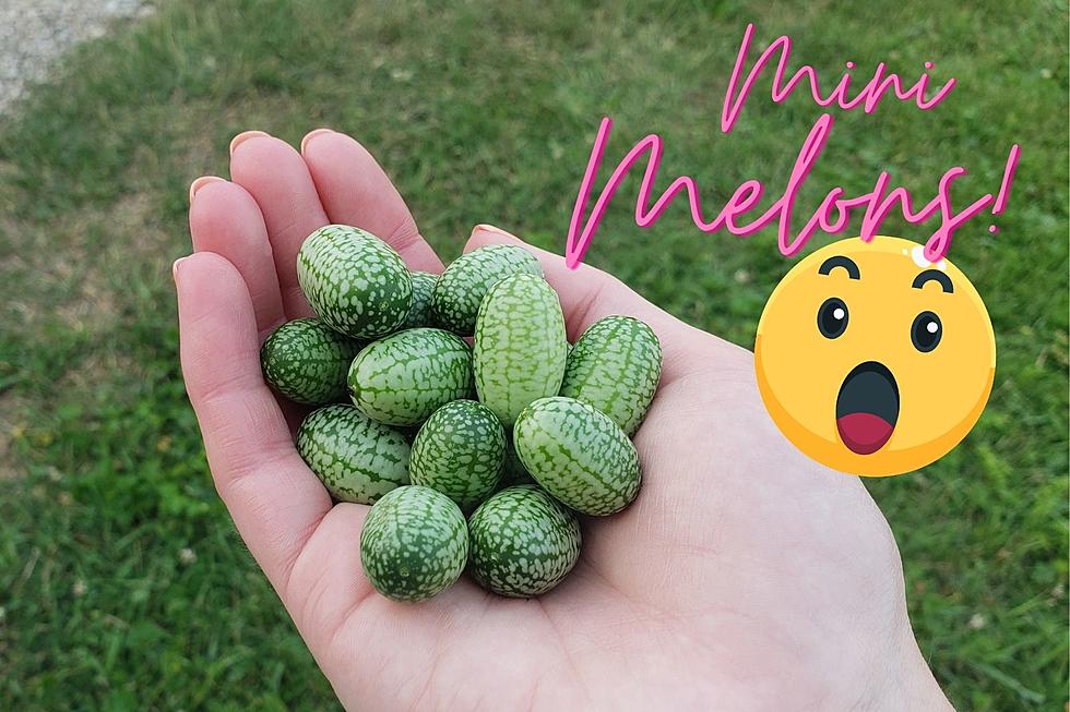 These Adorable Mini Melons Can be Found in Minnesota