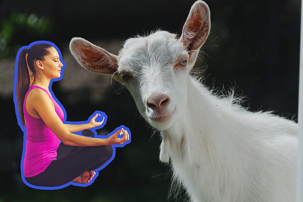 Baa-maste: Relax and Unwind with Goat Yoga in Kasson