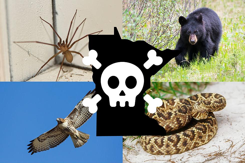 Watch Out for the 12 Deadliest Animals in Minnesota