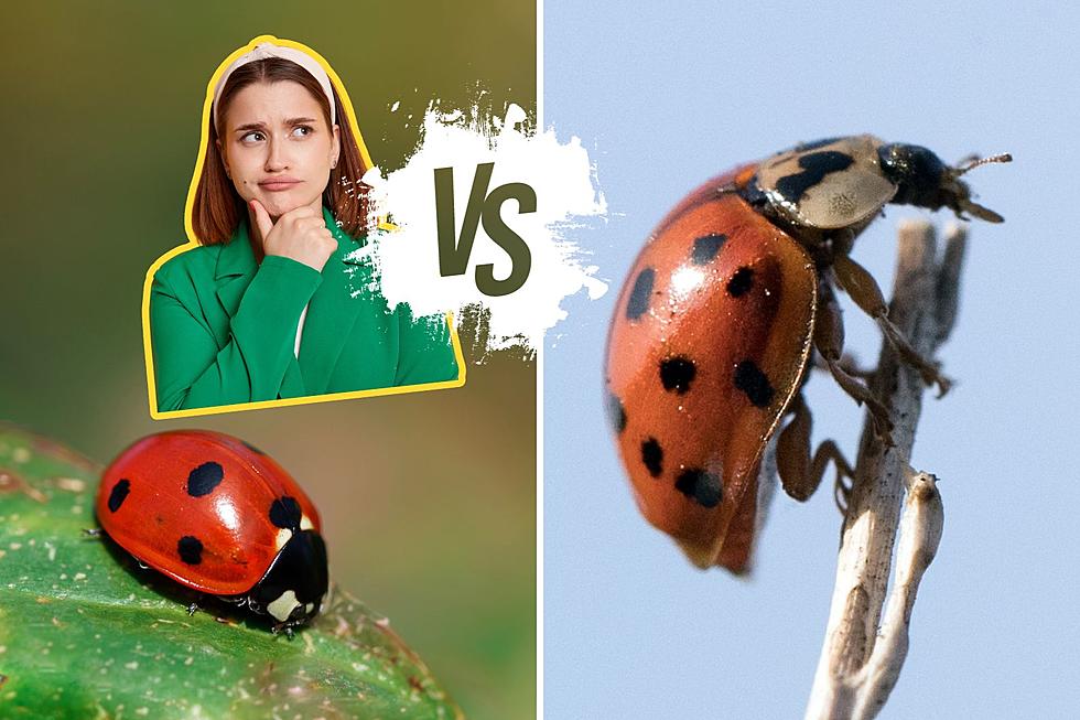 Know the Differences Between Ladybugs and Lady Beetles in Minnesota