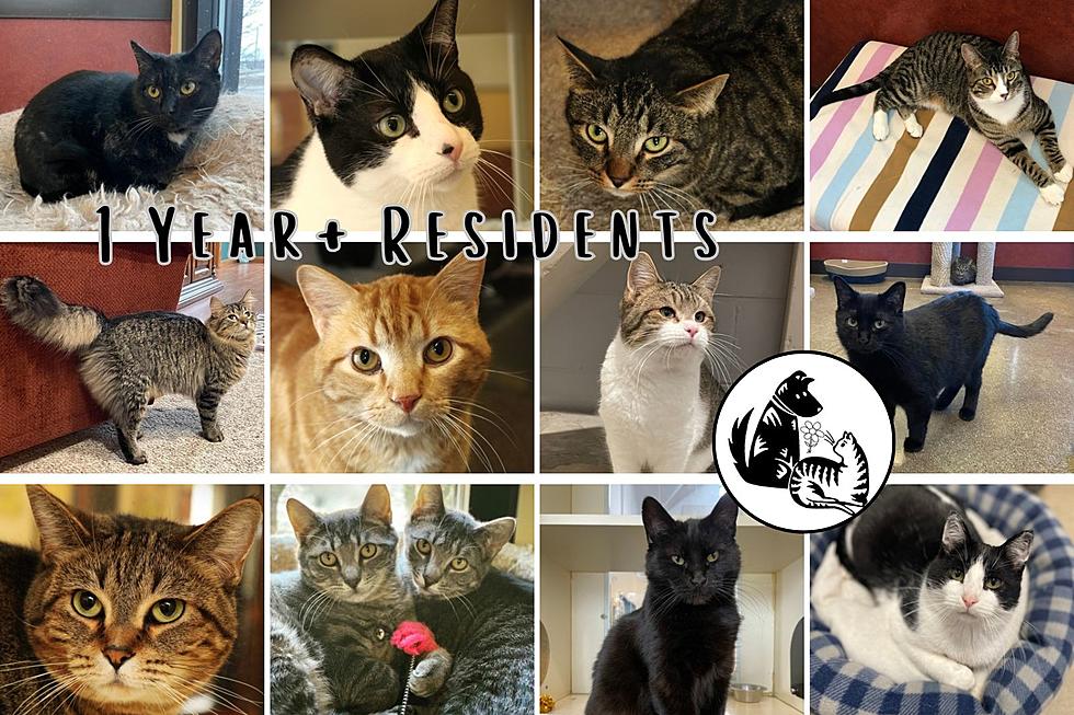 One Year and Counting: Stories of 13 Remarkable Cats in Rochester Searching for Families