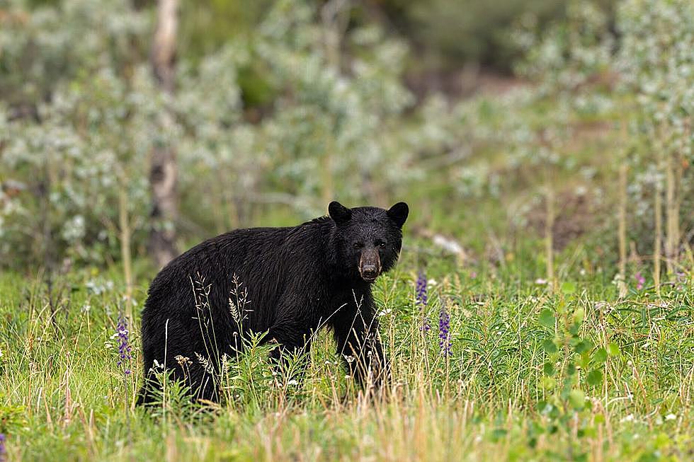 Another New Black Bear Sighting Spotted in Minnesota (VIDEO)