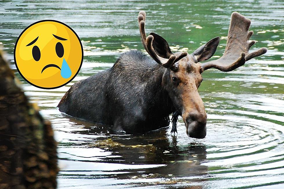 Heartache in Iowa: New Tragic Update on Wandering Moose