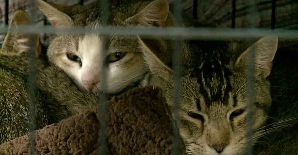 Heartbreaking: 70+ Cats Found Abandoned in Minnesota Home