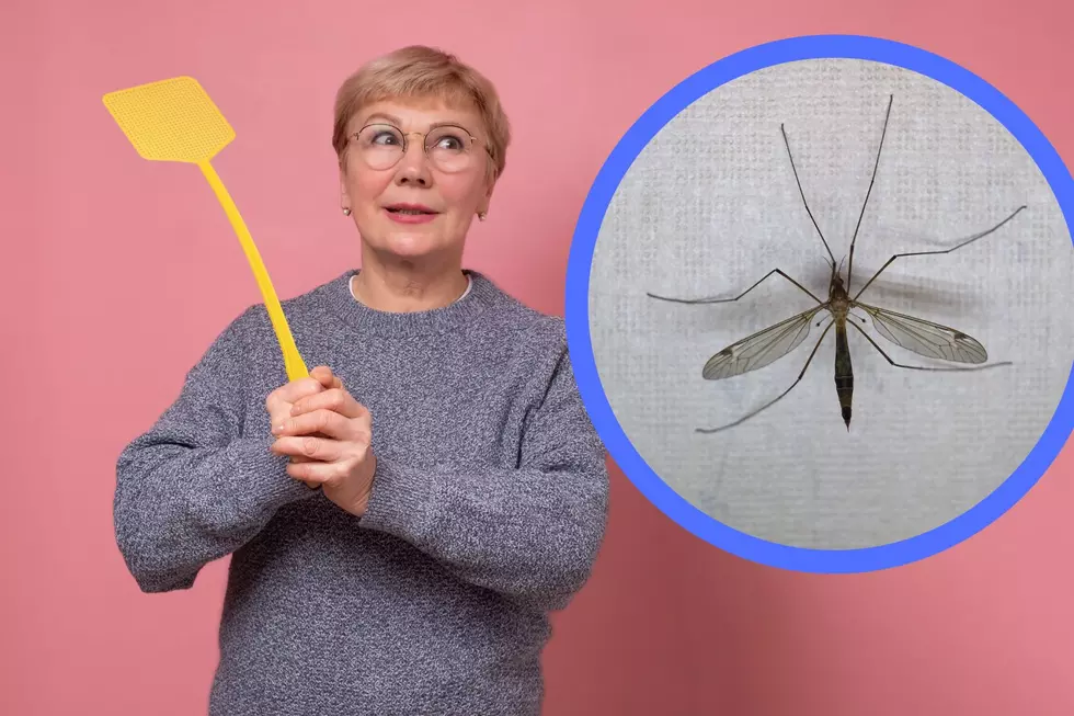 No Need to Panic, Minnesota, Those Aren&#8217;t Giant Mosquitos