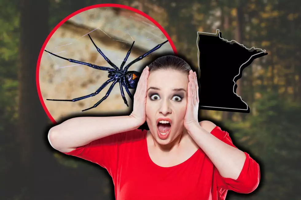 SCARY: Spider Found in Minnesota Who’s Bite Can Kill Humans