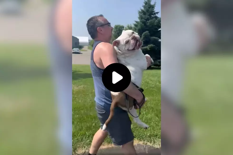 Adoptable Rochester Dog Whose Attitude About Walks is A Whole Mood (WATCH)