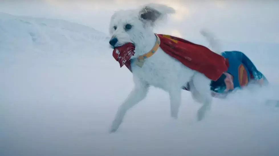 Love Krypto in the Superman Movie? These Adoptable Rochester Dogs Will Steal Your Heart Too