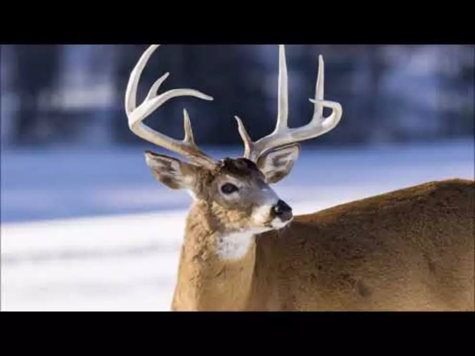 Mandatory CWD Test Starts This Weekend in SE MN