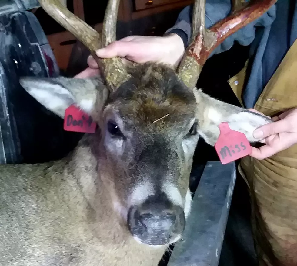 Ear-Tagged Buck Near Lanesboro