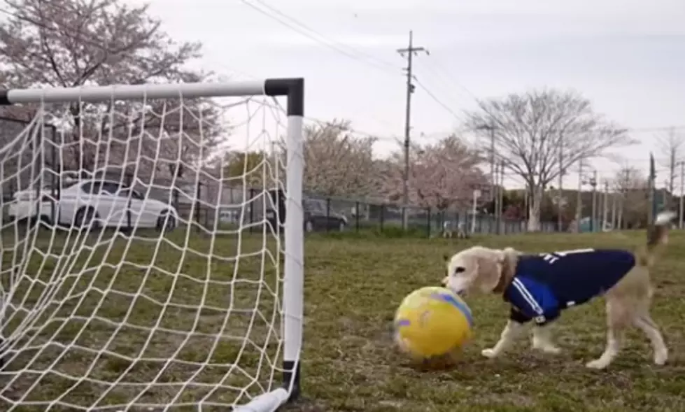 World Cup Soccer MVP To Watch: Purin, The Super Beagle!