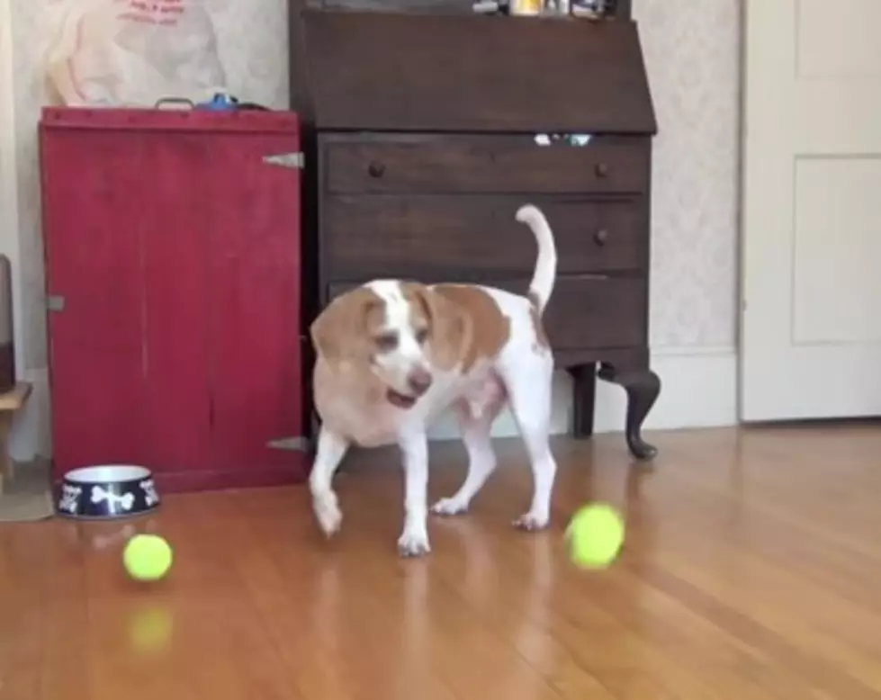 Best Birthday Ever: Dog Surprised With 100 Balls! [Video]