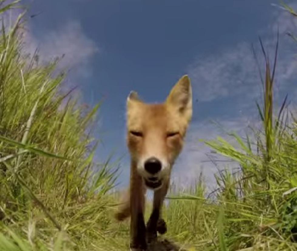  Fox Eats A GoPro Camera?
