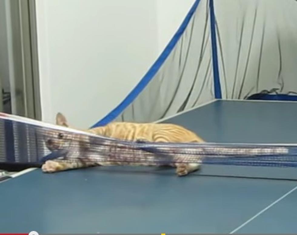 Cat Playing Ping-Pong &#8211; And He&#8217;s Pretty Good, Too! [Video]
