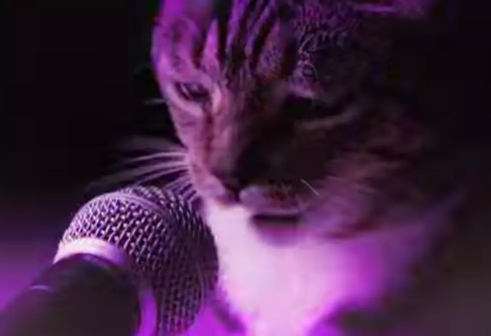 Remember That &#8216;Meow Mix&#8217; Commercial Jingle? Well, Here&#8217;s The Meow Remix!