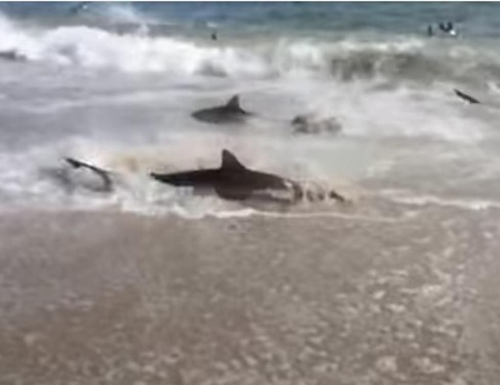 Rare North Carolina Shark Feeding Frenzy [Video]