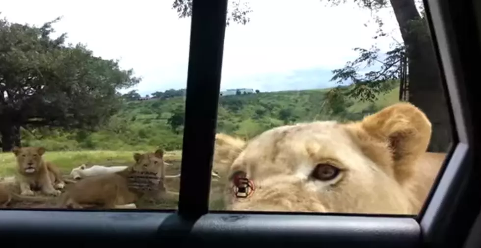 Lion Opens Car Door &#8211; [Video]
