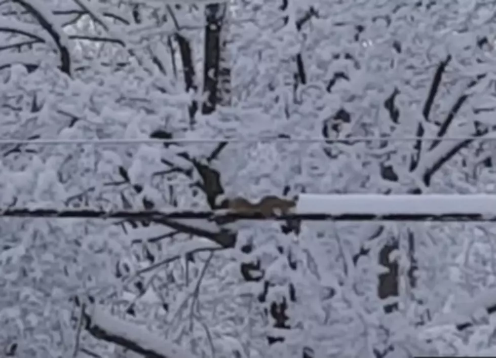 Squirrel Plows Snow? [VIDEO]