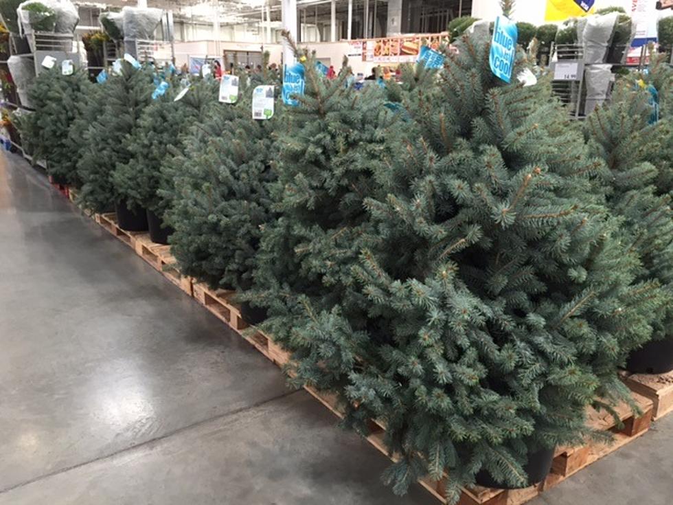 Were Those Christmas Trees I Spotted at a Local Store Already?