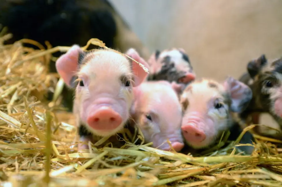 4 Things Minnesotans Think About Pigs