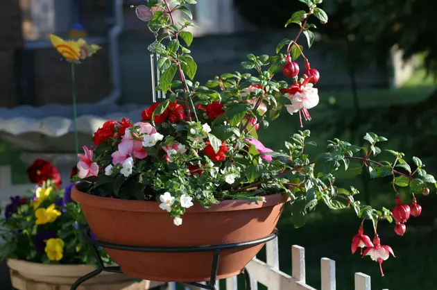 Container Gardening Tips for All Minnesotans