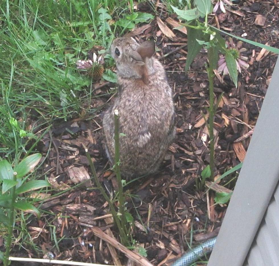 Rochester’s Number One Gardening Complaint –  Garden Pests – Deer and Rabbits