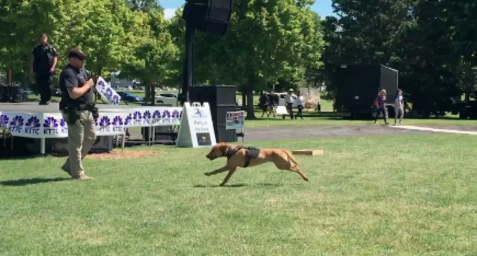 Rochester K-9 Riley Just Wants To Play, And It’s Adorable – [WATCH]