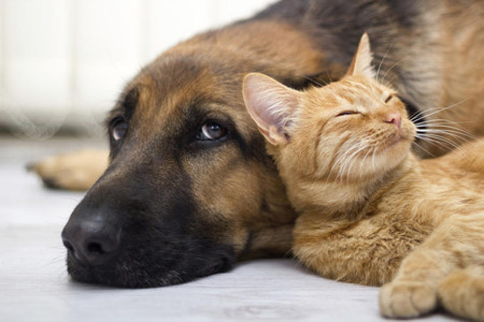 Should You Sleep With Your Pets? Here’s What One Doc Says…