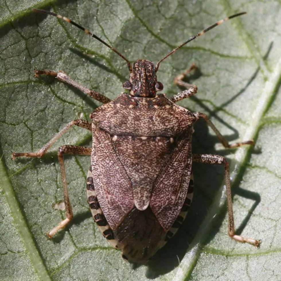 Non-Native ‘Stink Bugs’ Could Be Big in Minnesota This Year