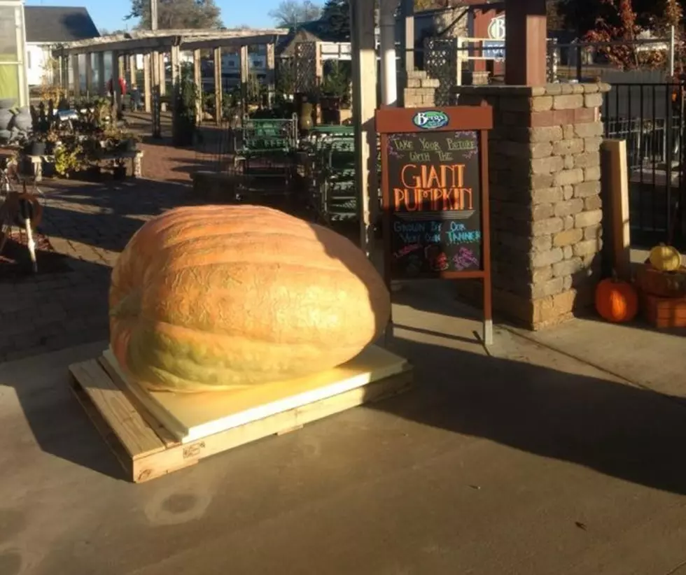 Giant Pumpkin In Southeast Minnesota Weighs Over 1,000 lbs