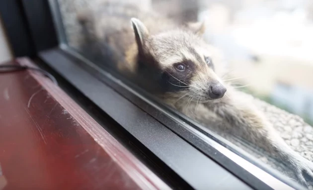 Remember When That Raccoon Climbed a Skyscraper in St. Paul?