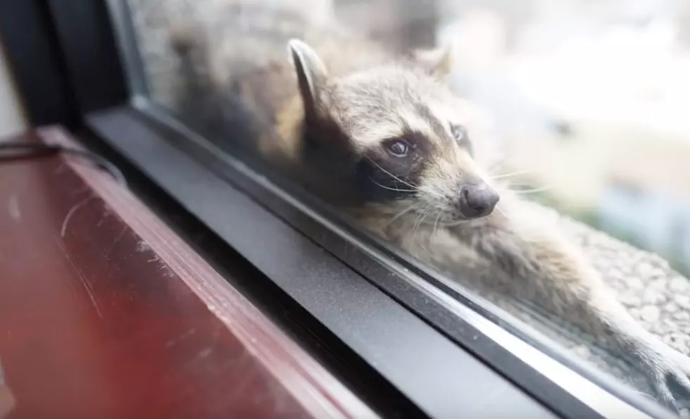 Remember When That Raccoon Climbed a Skyscraper in St. Paul?