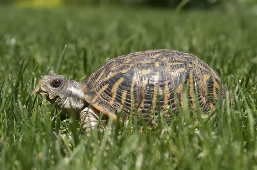 Non-Indigenous Turtle Found at Rochester’s Quarry Hill Nature Center