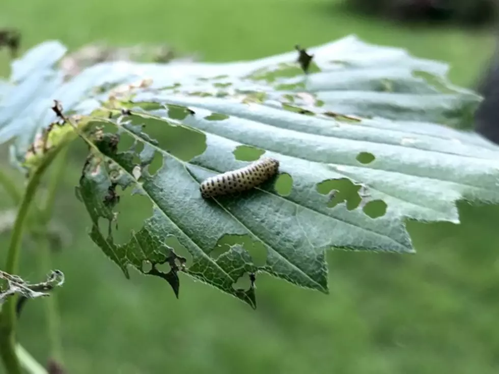 New Invasive Insect Crawling into Minnesota This Summer