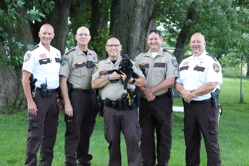 Olmsted County Sheriff Throwing ‘Puppy Shower’ for New K9 Deputy