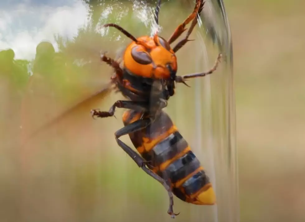 Could ‘Murder Hornets’ Now Be Headed to Minnesota?