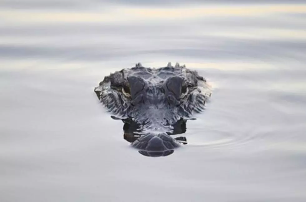 Did An Alligator Once Live in Rochester’s Cascade Lake?