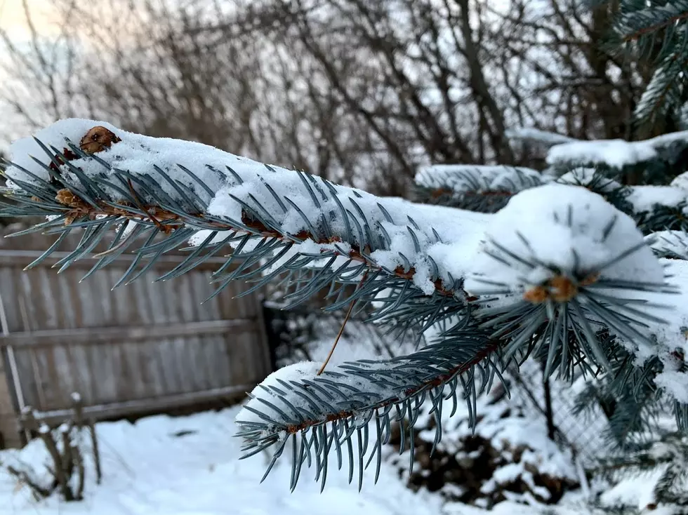 Christmas Tree Spruce Theft is a Thing in Minnesota This Season