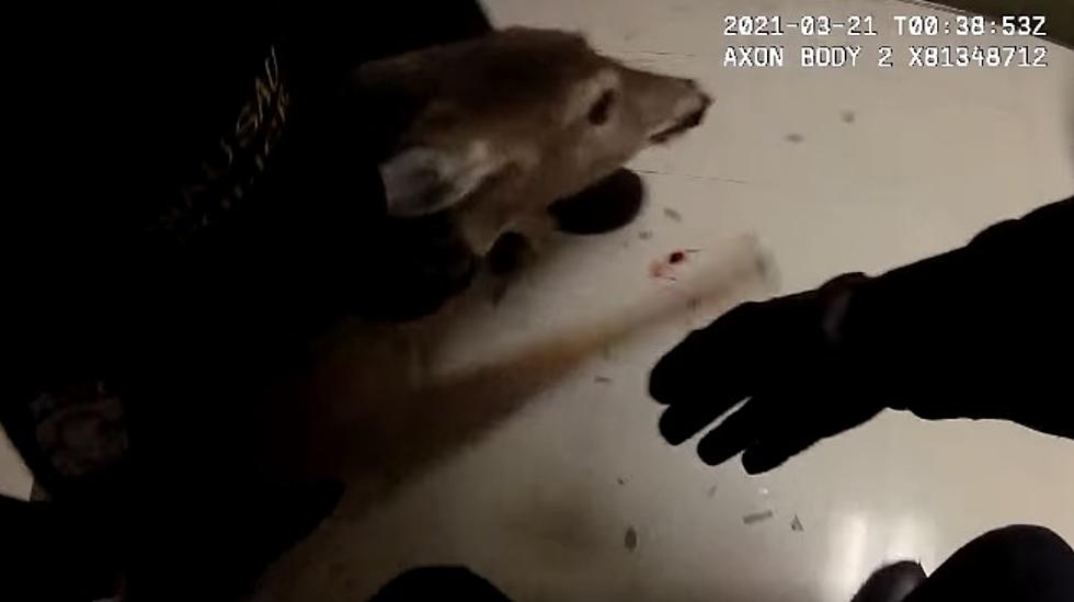 Police in Wisconsin Wrestle With Deer Inside Nursing Home
