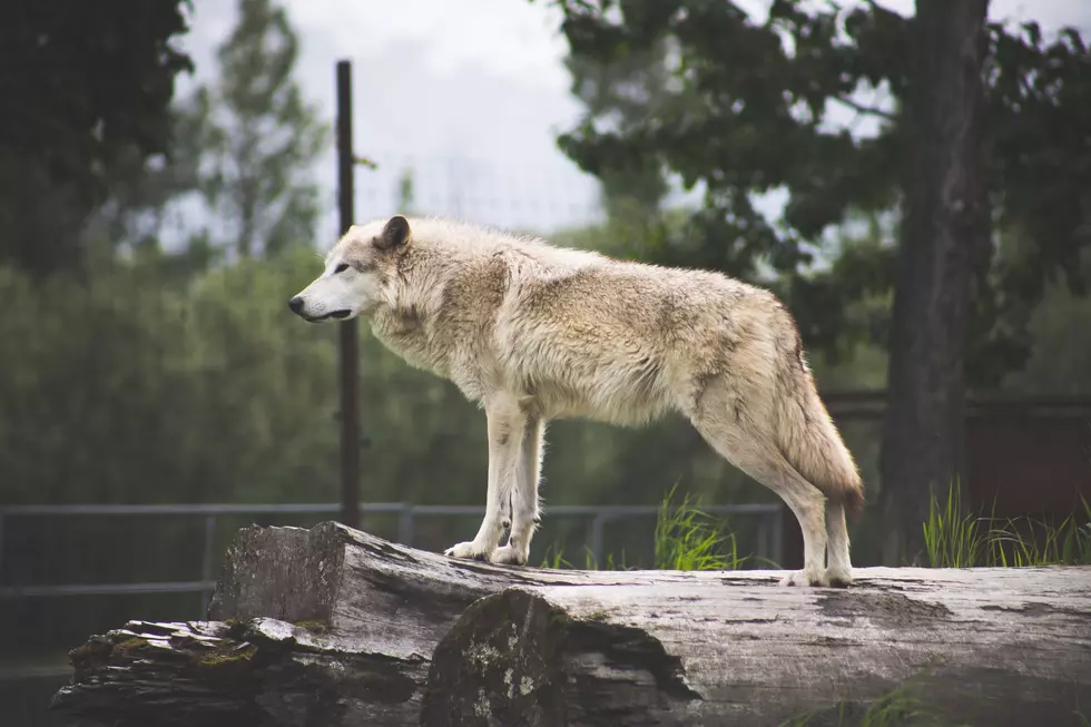 [WATCH] First-Ever Minnesota Camera Collar Video from a Wild Wolf