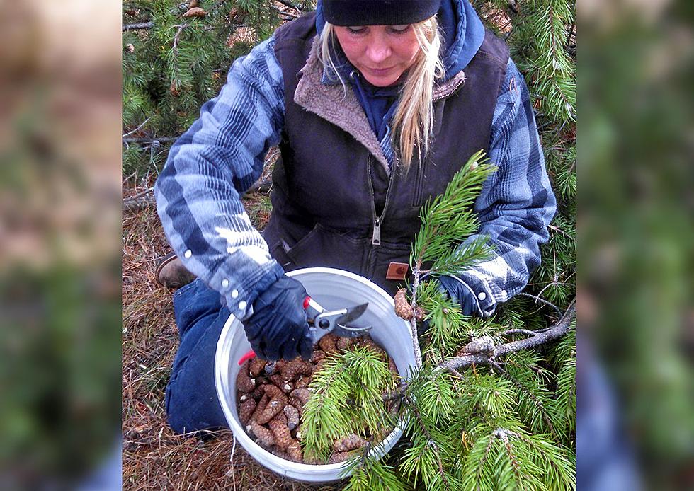 Why the Minnesota DNR Will Pay You For Your Pine Cones Right Now