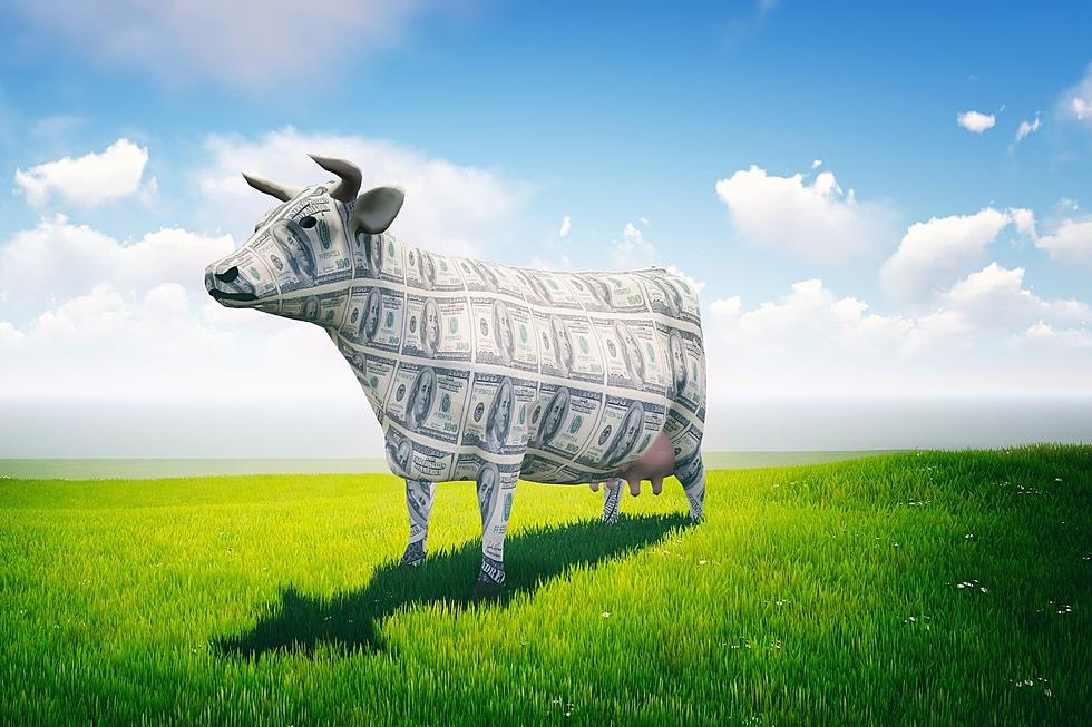 Win Up to $10,000 With the Quick Country Cash Cow — DOUBLE DOLLARS!