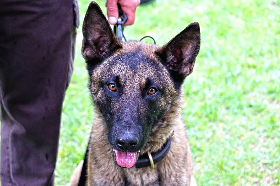 Olmsted County K9 Will Soon Be Sporting New Body Armor