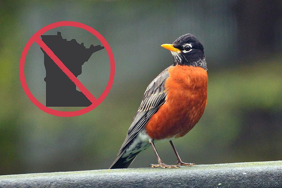 Really? Robins Aren't the Most Common Birds Here in Minnesota?