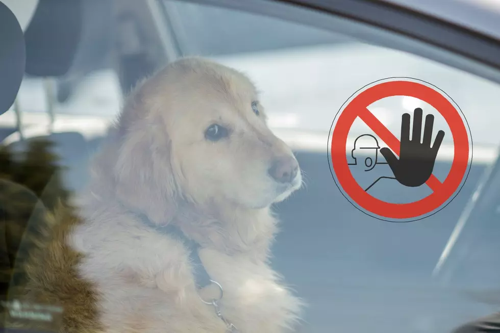 Can You Legally Break A Car Window To Rescue a Dog Here In MN?