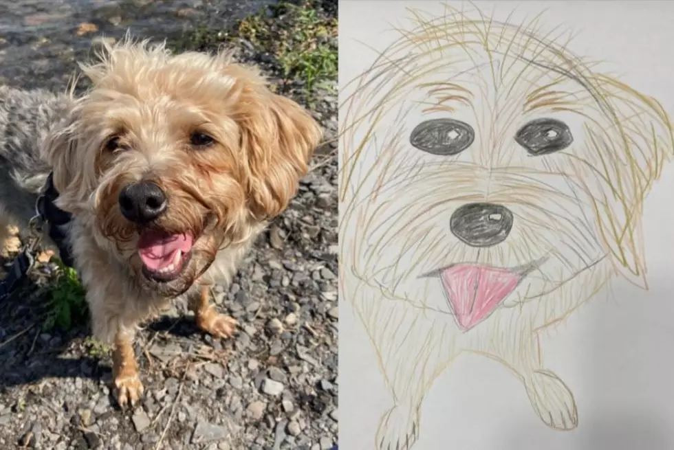 Iowa Animal Rescue Offers Popular, Poorly-Drawn Pics of Your Pet