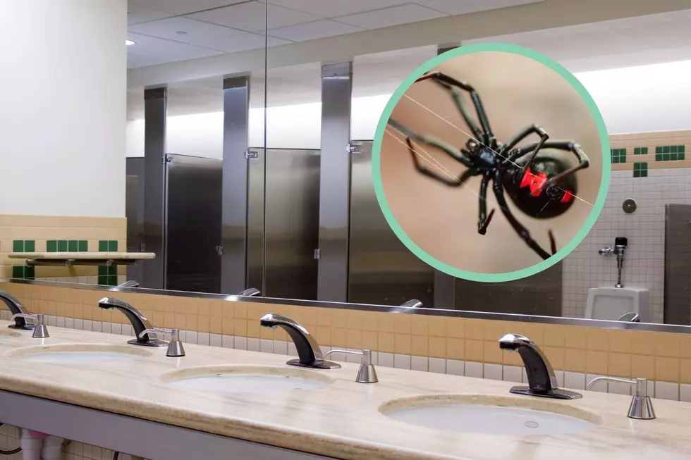 How Black Widow Spiders Shut Down Public Restrooms In Iowa