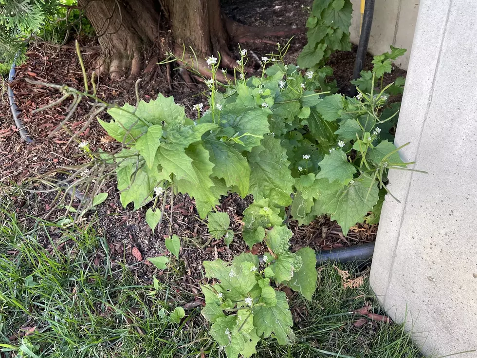 Watch Out: Another Invasive Plant Just Spotted in Rochester