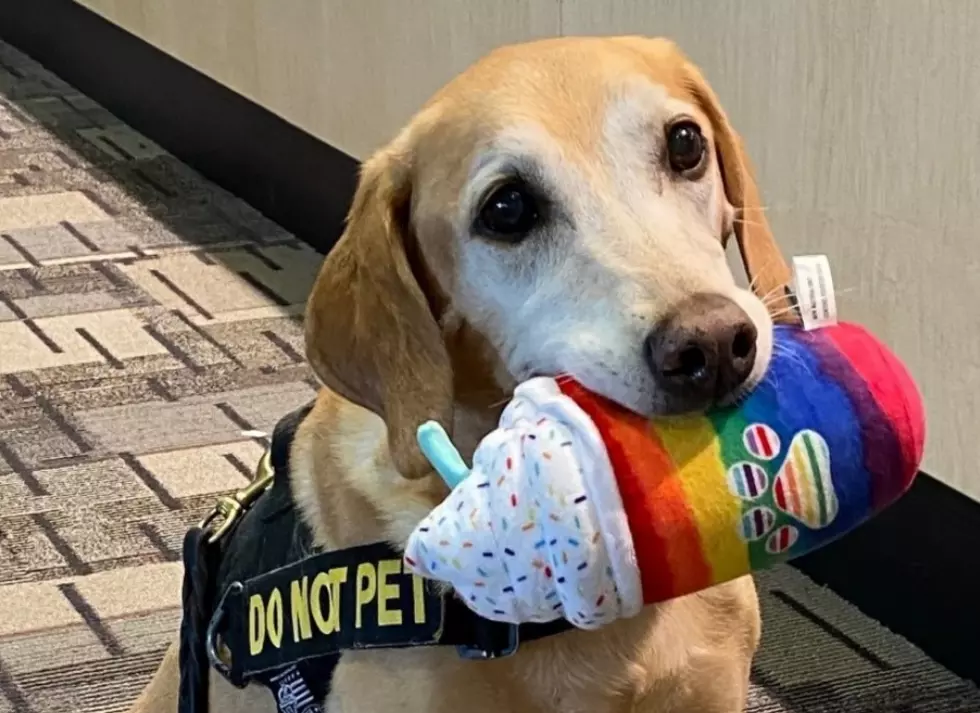 This Minnesota Pup Just Did Something No Other Dog Has Done